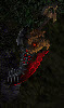 Doomblade.jpg